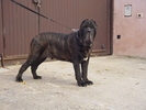 Hartu 03.jpg