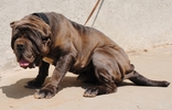 Old World Perseus 5-4-2012 sitting for web.jpg
