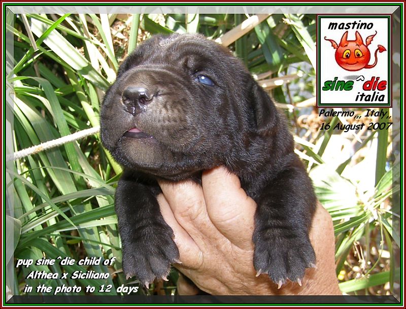 Cuccioli di Althea x Siciliano 16 Agosto 2007,,,