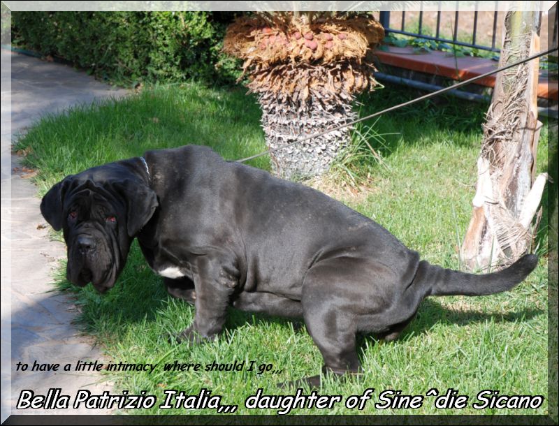 Bella Patrizio Italia,,, 14 months daughter of Sine^die Sicano,,,