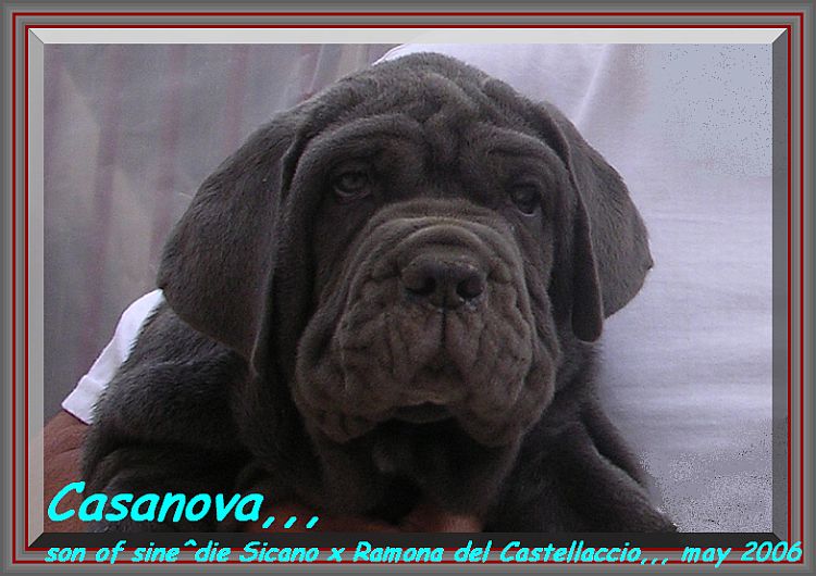 Casanova son of sine^die Sicano x Ramona del Castellaccio,,,