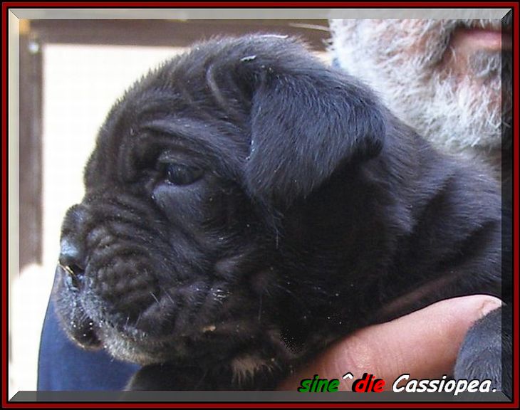 sine^die cassiopea... owner mastino sine^die italia...