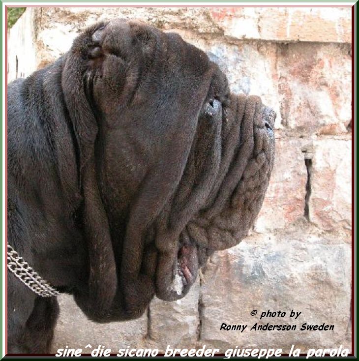 sine^die sicano owner & breeder giuseppe la parola italy 0069