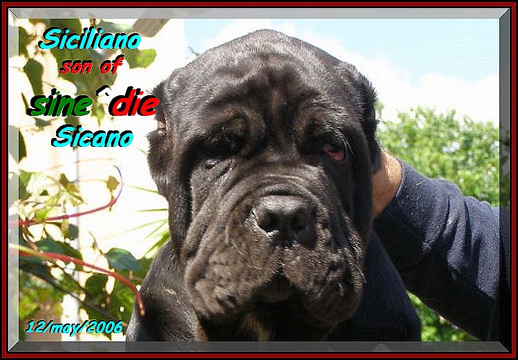 by sine^die Siciliano son of sine^die Sicano owner Giuseppe La Parola italy
