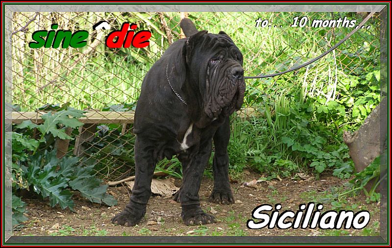 Siciliano a 10 mesi ,