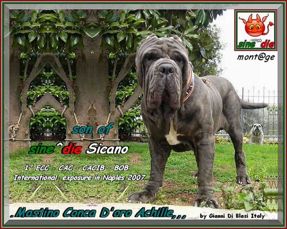 sine^die montage,,, mastino Conca D'oro Achille son of sine^die Sicano 1000 pixel