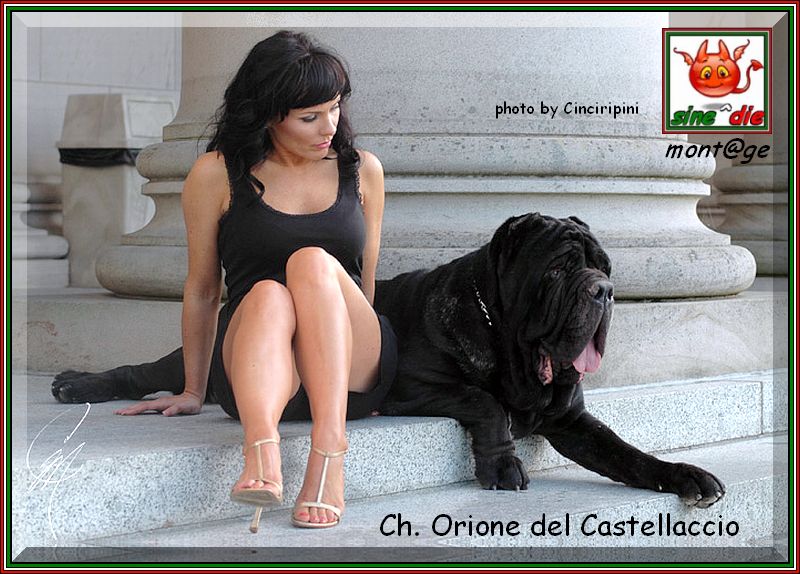Ch. Orione del Castellaccio son of sine^die Sicano,,, 800 oo6