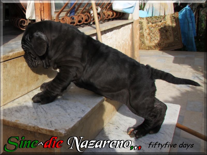 Nazareno Sine^die 55 giorni