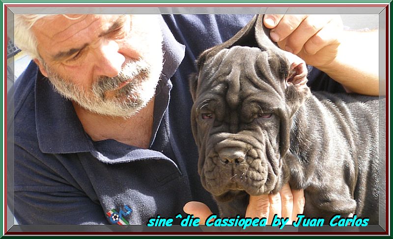 sine^die Cassiopea 800 pixel 0602