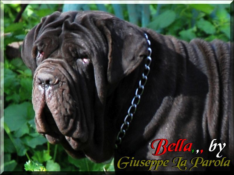 Bella by Sine^die,,, 14 months daughter of Sine^die Sicano,,,