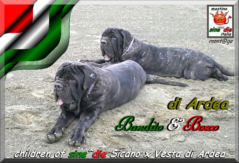 Bandito & Bosco di Ardea figli di sine^die Sicano,,,