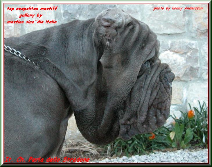 top neapolitan mastiff It. Ch. PERLA dello STRADONE..... by gallery mastino sine^die italia