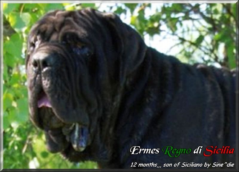 Ermes Regno di Sicilia 12 months,
