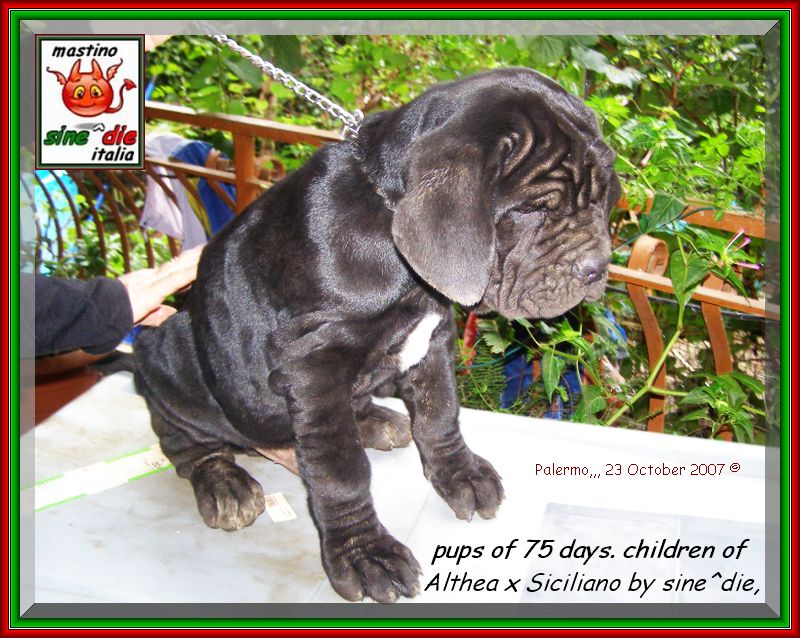 Cuccioli Althea x Siciliano by sine^die 23 ottobre 2007,,,