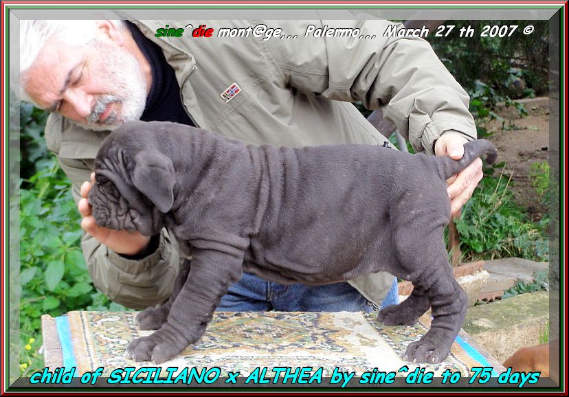 child of SICILIANO,,, 244