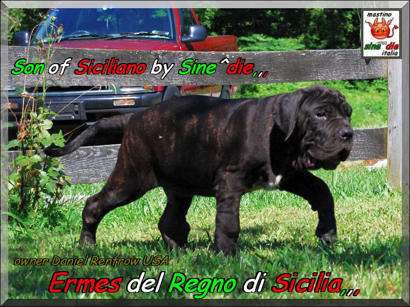 Ermes del Regno di Sicilia,,, 15 July 2008,