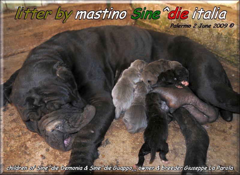 Cucciolo Demonia X Guappo