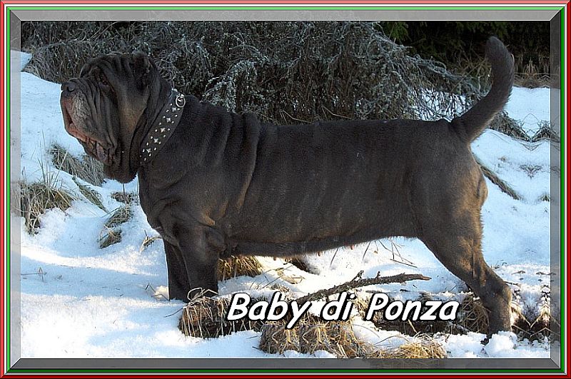 Baby di Ponza lunga