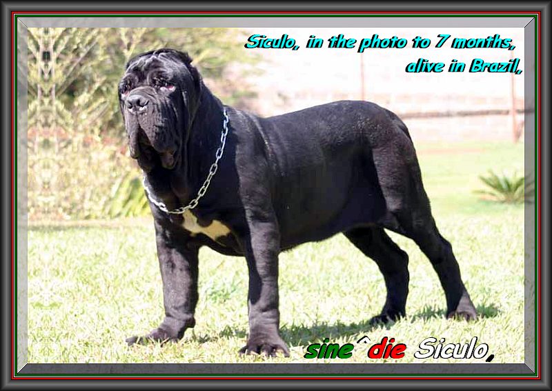 Siculo sine^die,,, 7 months,,, live in brasil,,,