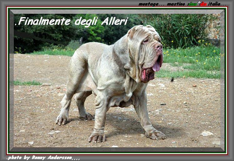 Finalmente degli Alleri... montage mastino sine^die italia...