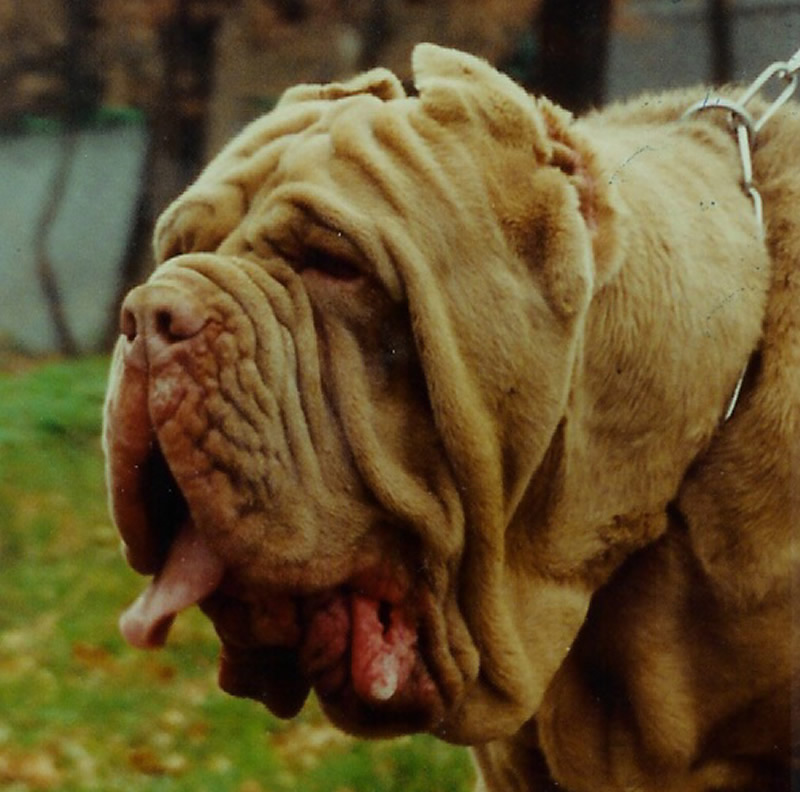 EroclediFossombronehead
