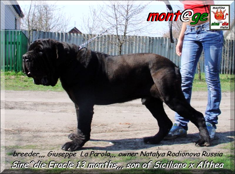 Sine^die Eracle,,, 13 months,,, has arrived in Russia,,,,
