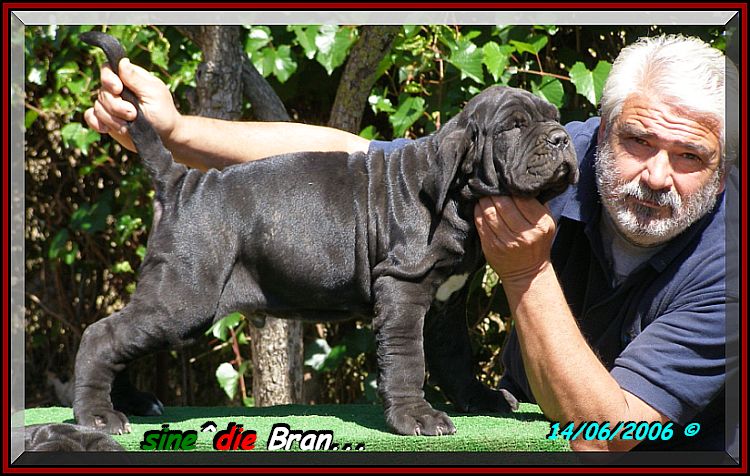 sine^die Bran 14. 6. 2006 ,,, 507