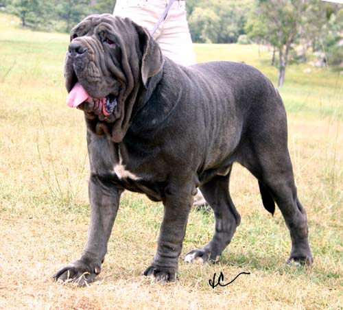 Magnufi