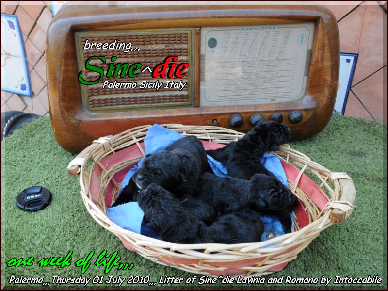 cuccioli di Sine^die Lavinia una settimana.