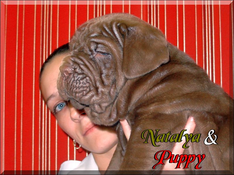 cuccioli mogano di Natalia Rodionova son of Sine^die Eracle,