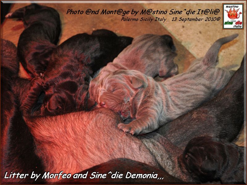 cuccioli di Demonia e Morfeo,