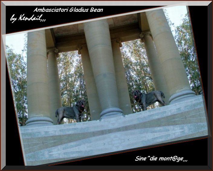 Ambasciatori Gladius Bean