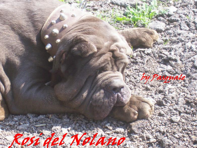 Rosi del nolano by Giuseppe Angelino