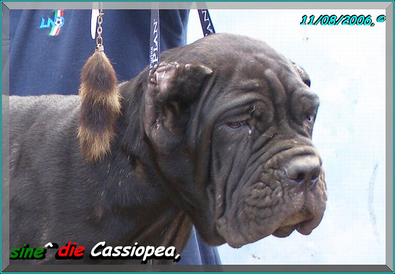 sine^die Cassiopea 1142 testa
