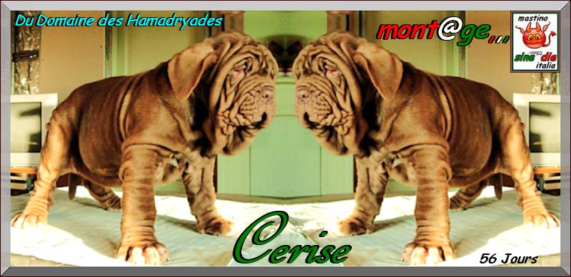 Du domaine des Hamadryades  Cerise femelle 56 jours,,, monta@ge mastino sine^die italia,,,
