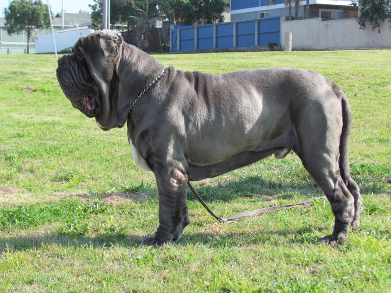 Leone3