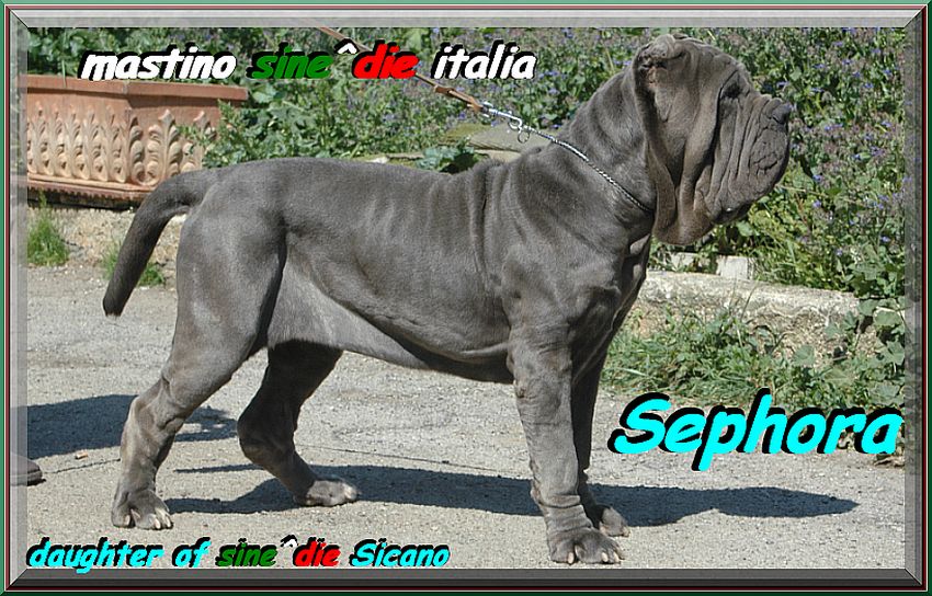 Sephora daughter of sine^die Sicano owner mastino sine^die italia,,,