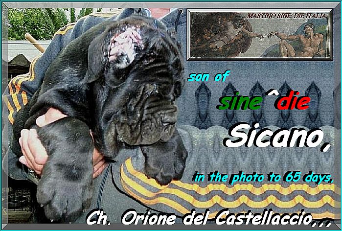 Ch. Orione del Castellaccio son of sine^die Sicano to 65 days,