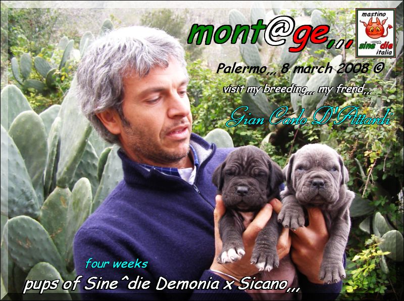 Cuccioli Sine^die Demonia x Sicano,,, Palermo 8 March 2008,,