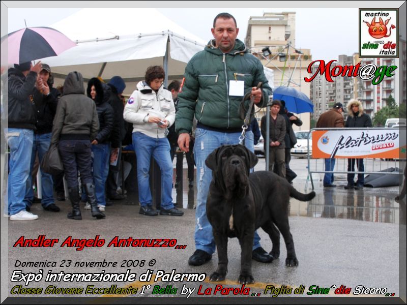 internazionale di Palermo,,, Bella by mastino Sine^die italia