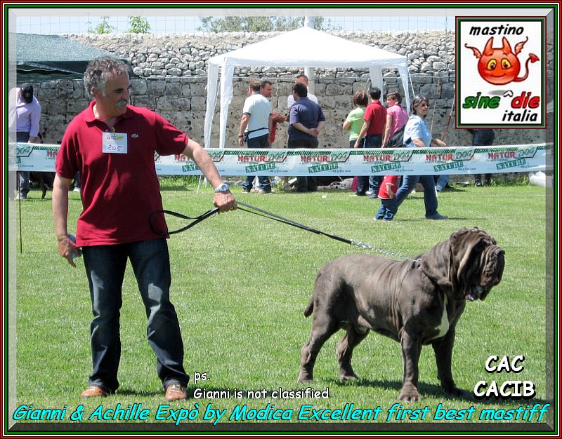 Achille figlio di sine^die Sicano Cac  Cacib  Ecc. 1 Int. Modica inglese,
