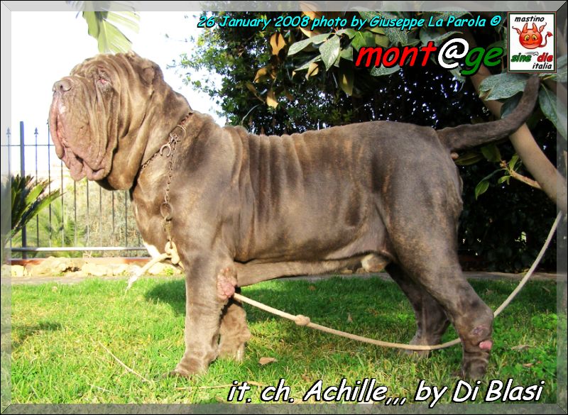 Ch.It. Achille owner & breder,,, Gianni  Di Blasi,,, son of Sine^die Sicano,oxo,,,,,