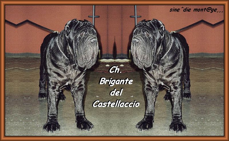 Ch. Brigante del Castellaccio