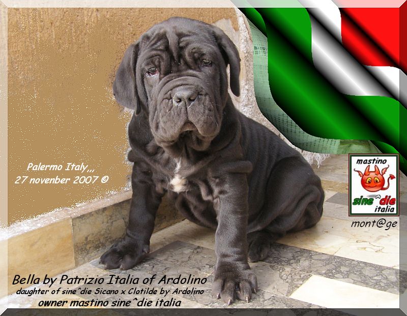 Bella by Patrizio Italia owner mastinosine^die italia....
