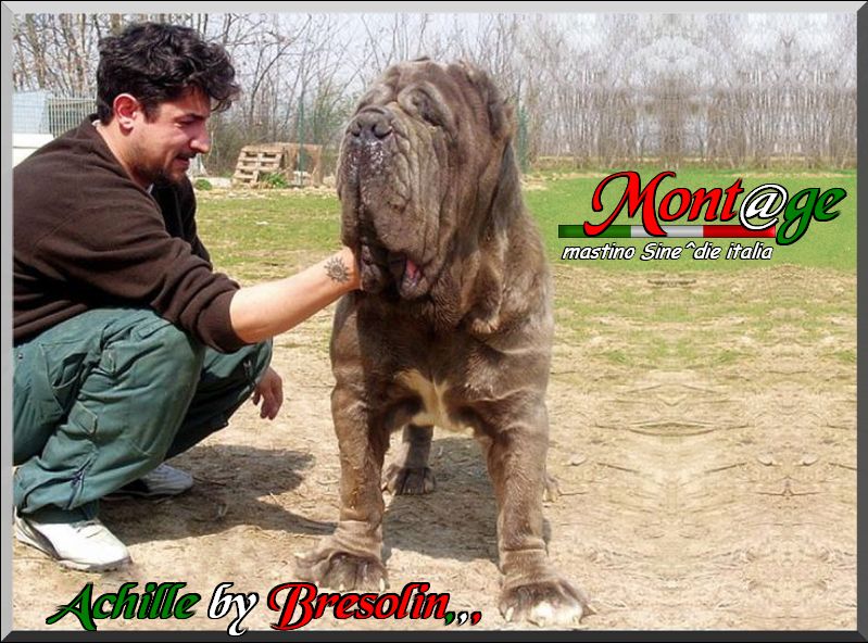 Achille by Nicola Bresolin