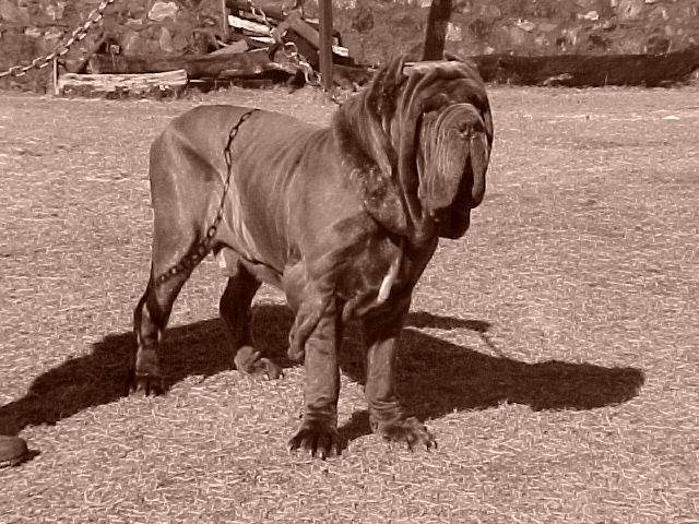 ercole