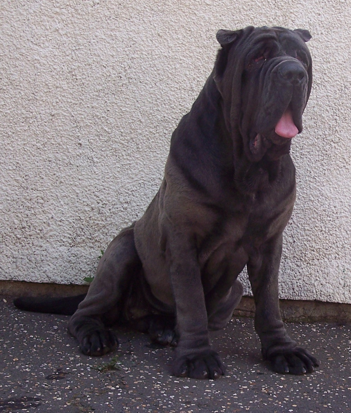 04062006.dogs 018