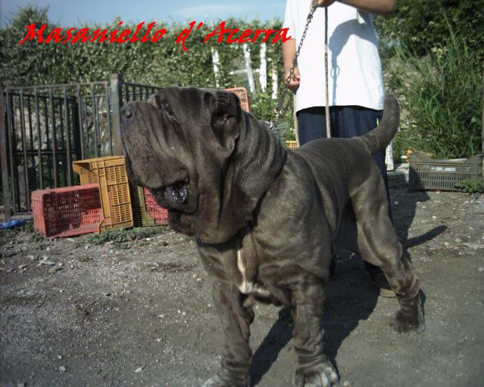 masaniello d'acerra by michele d inverno