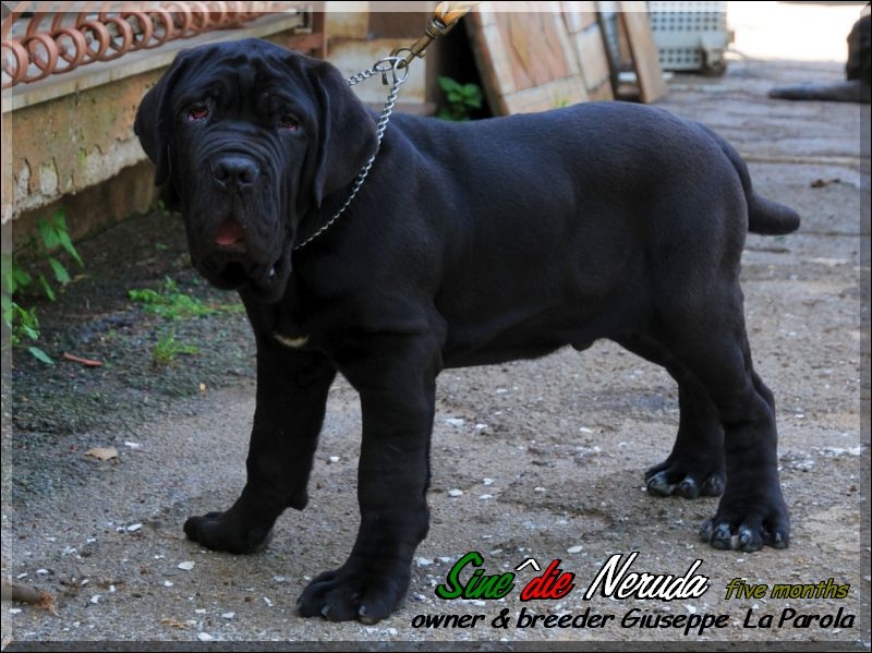 Sine^die Neruda five months