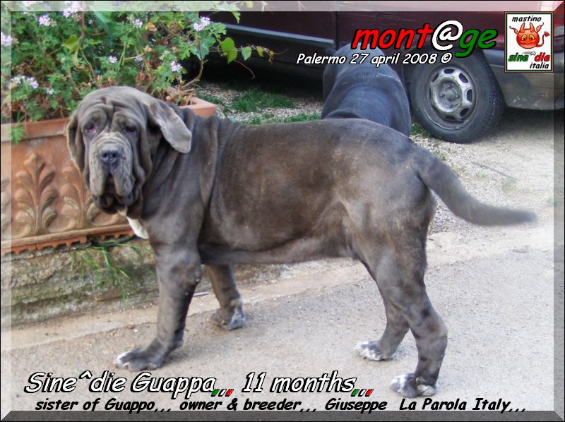 Sine^die Guappa 11 months,,, son of Tzunami by Patrizio Italia